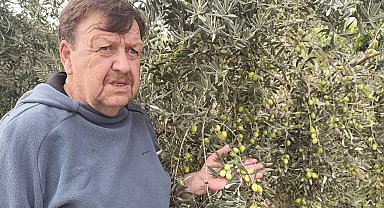 Tavşan Yüreği zeytinini dünya sahnesine çıkarmaya hazırlanıyor