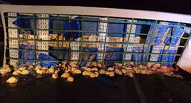 Tavuk yüklü tır devrildi, çok sayıda tavuk telef oldu