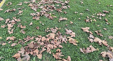 Tekirdağ'da sonbaharın renkleri yere düştü