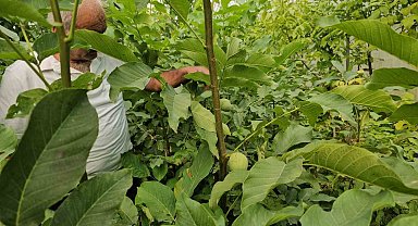 Tescilli Adilcevaz ceviz fidanları Türkiye'nin dahi dört bir yanına gönderiliyor