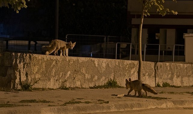 Tilkiler şehir merkezinde, ayılar köylerde görüldü