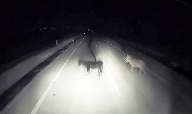 Tırın eşeklere çarpma anı kameralara yansıdı