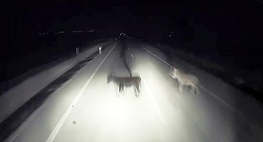 Tırın eşeklere çarpma anı kameralara yansıdı
