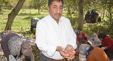 Tokat'ın 'beyaz altını'nda hasat başladı
