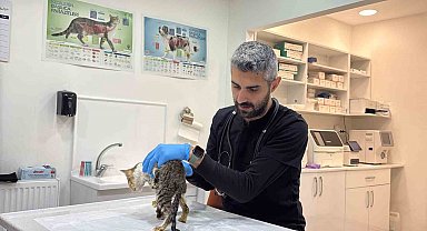 Tokat'ta binlerce kişiyi hastanelik eden şikayetler kedi ve köpeklerde de görüldü