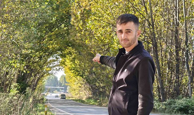 Tokat'ta kavak ağaçlarından sonbahar tüneli