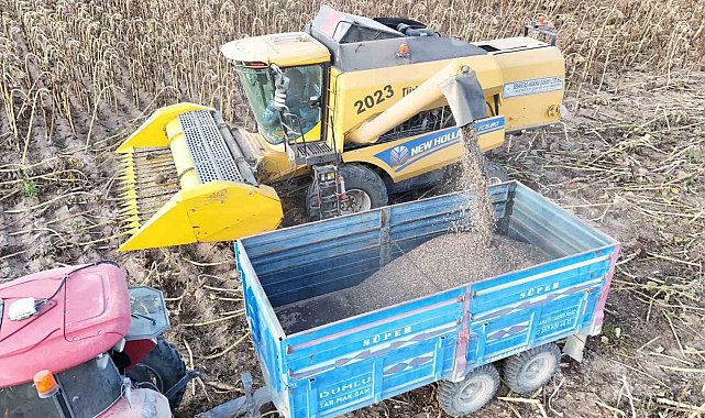 Tomarza'da ayçiçeği hasadı başladı