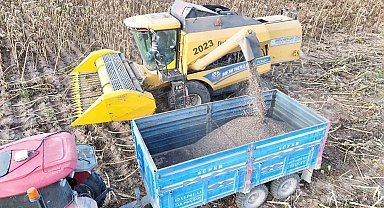 Tomarza'da ayçiçeği hasadı başladı