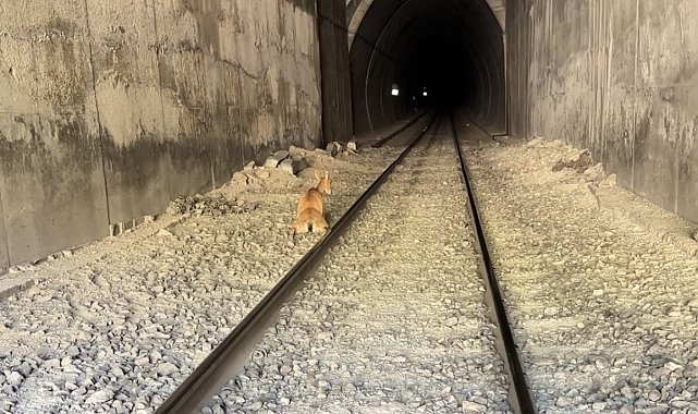 Tren, tünele giren dağ keçilerine çarptı