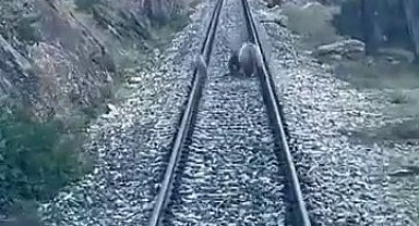 Tren yoluna çıkan ayılar panikle kaçıştı