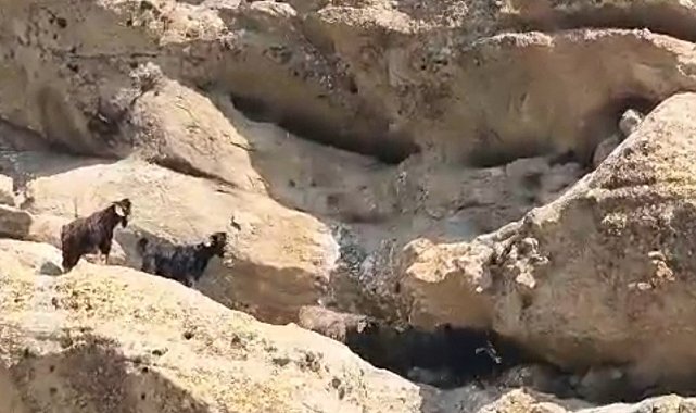 Tunceli'de 70 metre yükseklikte mahsur kalan keçiler kurtarıldı