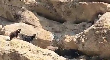 Tunceli'de 70 metre yükseklikte mahsur kalan keçiler kurtarıldı