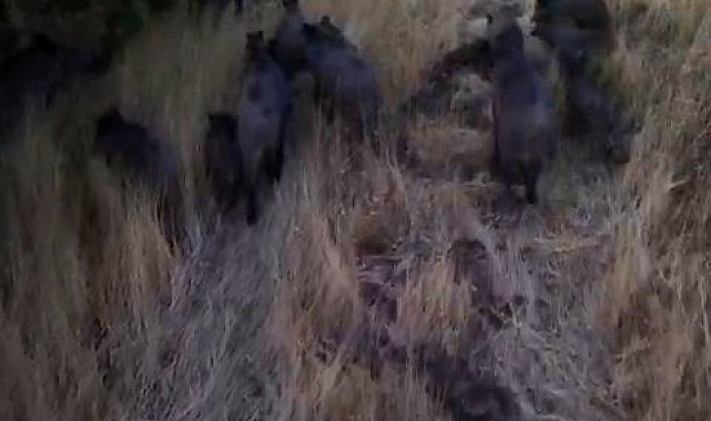 Tunceli'de dronla görüntülenen domuz sürüsü üreticileri endişelendirdi