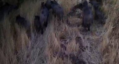 Tunceli'de dronla görüntülenen domuz sürüsü üreticileri endişelendirdi