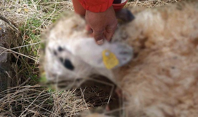 Tunceli'de kurt saldırısı: 14 koyun telef oldu
