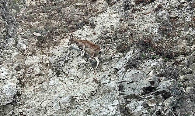 Tunceli'de nesli tükenme tehlikesi altında olan dağ keçisi görüntülendi
