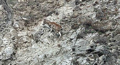 Tunceli'de nesli tükenme tehlikesi altında olan dağ keçisi görüntülendi