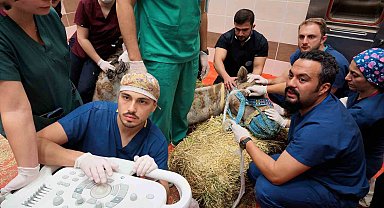 Türkiye'de ilk: Retina rahatsızlığı bulunan deve için kök hücre tedavi süreci başladı