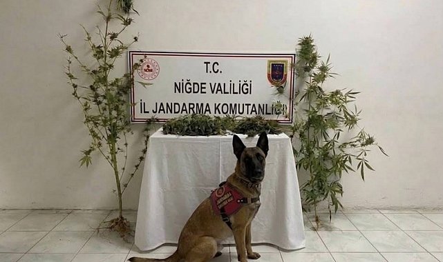 Ulukışla'da uyuşturucu operasyonu: 350 gram uyuşturucu ele geçirildi