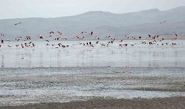 Van Gölü havzasında allı turnaların görsel şöleni