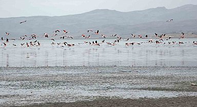 Van Gölü havzasında allı turnaların görsel şöleni