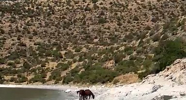 Van kırsalında yılkı atları görüntülendi