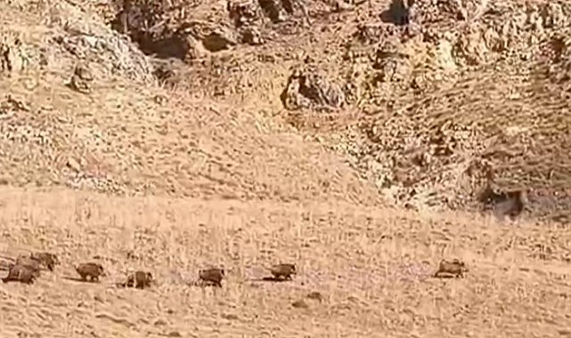 Van'da domuz sürüsü görüntülendi