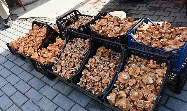 Vezirköprü'de kanlıca mantarı tezgahlarda