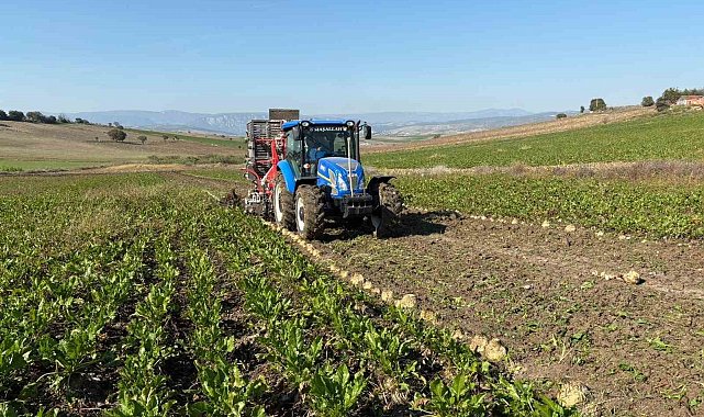 Vezirköprü'de pancar hasat dönemi başladı