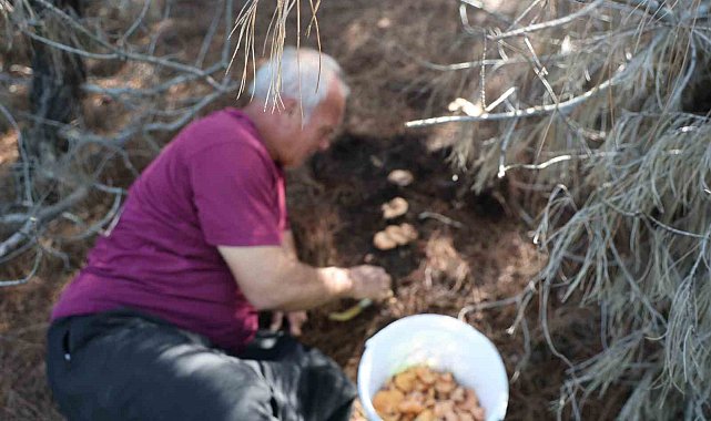 Yağmurlarla birlikte çam ormanları mantarlarla doldu