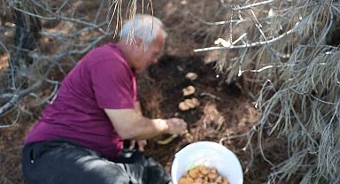 Yağmurlarla birlikte çam ormanları mantarlarla doldu