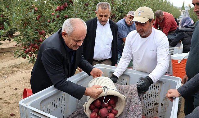 Yahyalı'da elma hasadı başladı