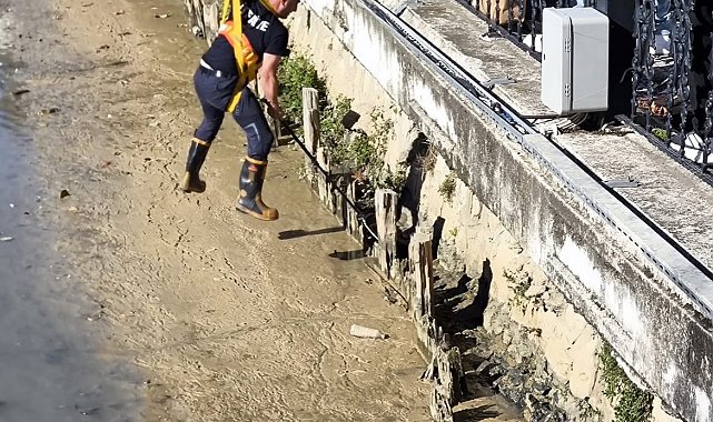 Yalova'da itfaiye ekipleri derede mahsur kalan iki kediyi kurtardı