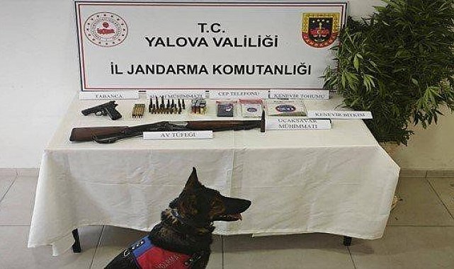 Yalova'da yasa dışı kenevir operasyonu