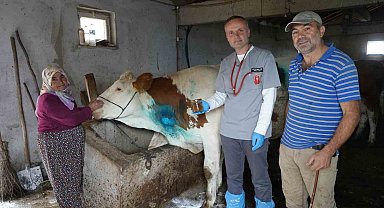 Yemek borusuna armut kaçan gebe inek, ameliyatla kurtarıldı