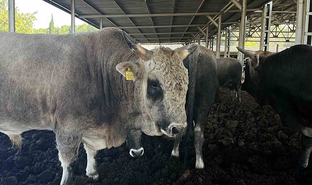 Yerli sığır hem et üretecek hem ormanları koruyacak