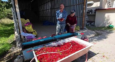 Yozgat'ta gilaburu meyvesinin hasadı başladı