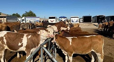Yozgat'ta hayvan pazarları yeniden açıldı