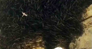 Yüksekova'da binlerce balık susuzluk tehlikesiyle karşı karşıya