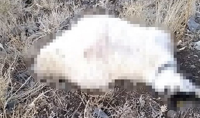 Yüksekova'da yıldırım düşmesi sonucu çok sayıda küçükbaş hayvan telef oldu