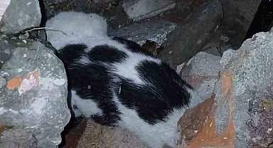 Zonguldak'ta enkazdan kurtarılan kedi tedavi altına alındı