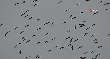 Leylek sürüsü Taksim Meydanı semalarında görsel şölen oluşturdu