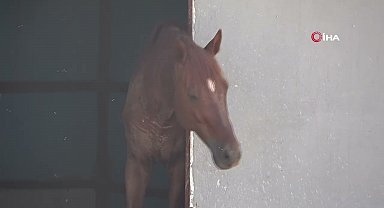 Antalya'da Atın Isırarak Havaya Fırlattığı 3 Yaşındaki Çocuk Yaralandı