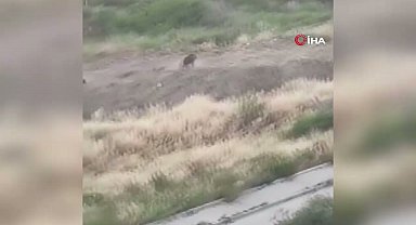 Mersin'de domuz sürüsü köpeği kovaladı: O anlar kamerada