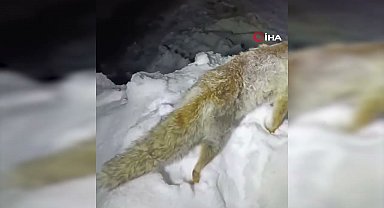 Yüksekova'da Sibirya soğukları: Tilki ayakta dondu